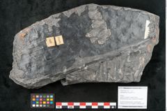 Foto (Objekt + Etikett) von Lepidodendron aculeatum St. (NHMW-GEO-2024-0188-11022)